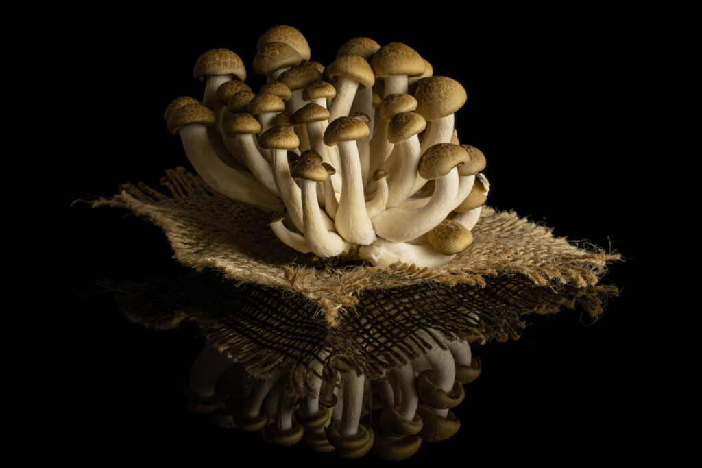 Mushroom cultivation photo