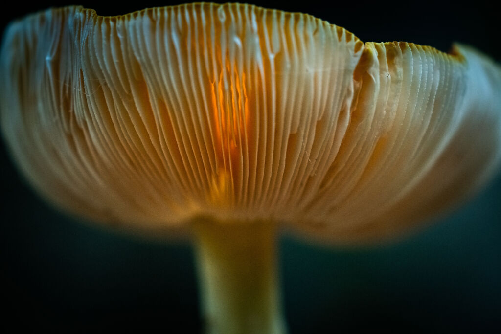 Mushroom cultivation photo