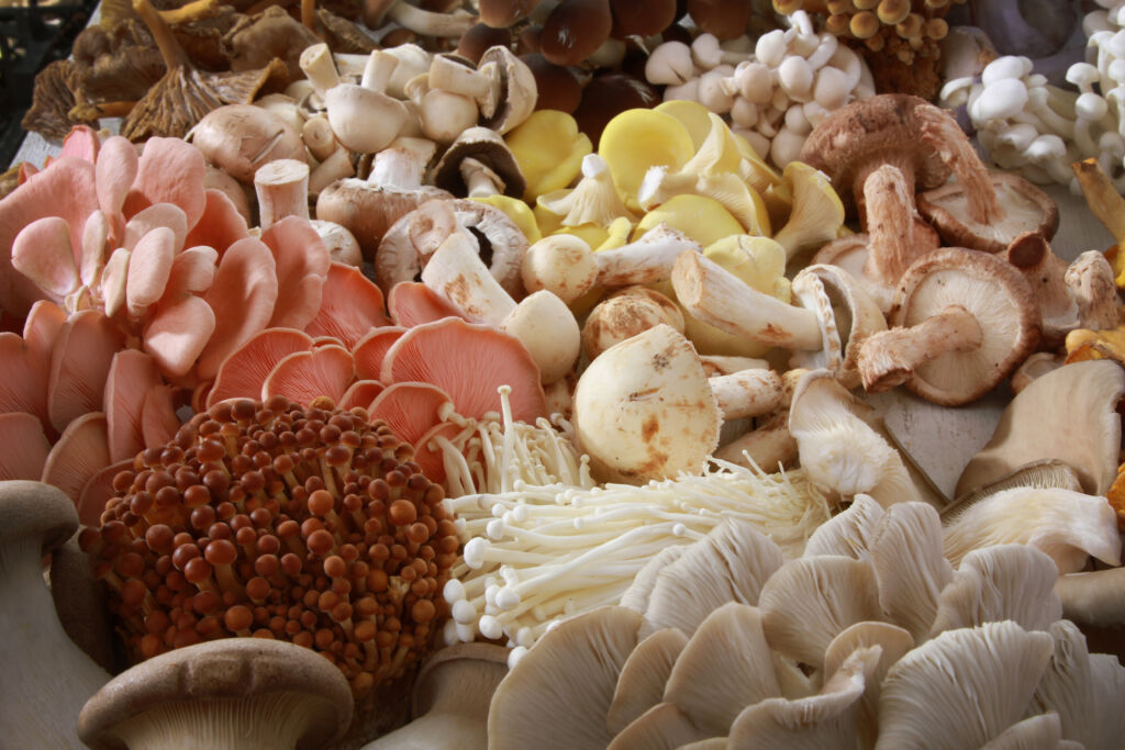 Mushroom cultivation photo