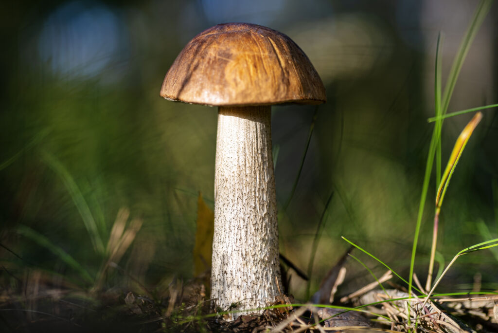 Mushroom cultivation photo
